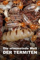 Świat według termitów