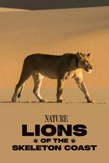 Lions of the Skeleton Coast