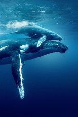 David Attenborough ile Okyanuslar