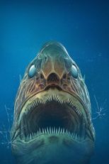 Aquarium of the Dead